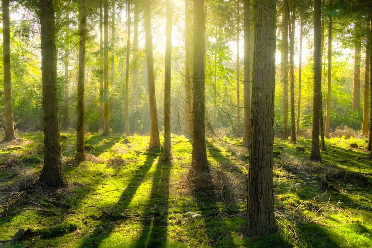 tree plantation